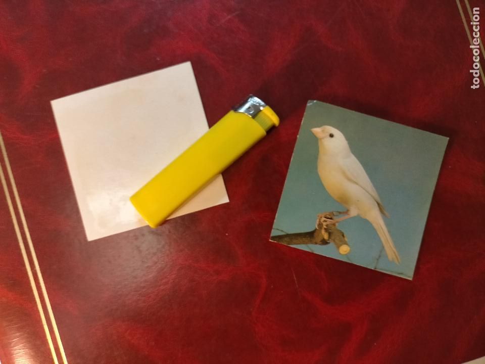 Colecionismo Cromos antigos: CROMO ESTAMPA FOTOGRAFICA CANARIOS PAJARO AVE CANICULTURA ORNITOLOGIA COLECCIONISTA 7,3CM APROX