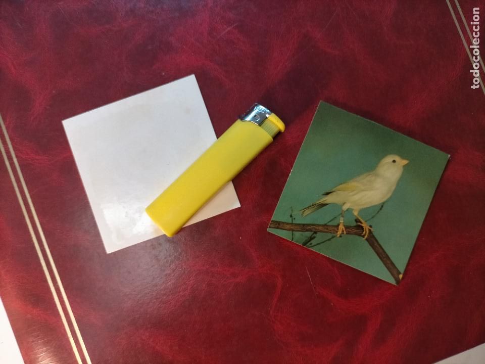 Colecionismo Cromos antigos: CROMO ESTAMPA FOTOGRAFICA CANARIOS PAJARO AVE CANICULTURA ORNITOLOGIA COLECCIONISTA 7,3CM APROX
