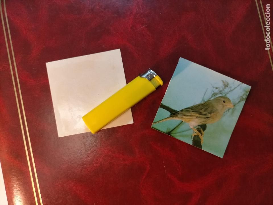 Colecionismo Cromos antigos: CROMO ESTAMPA FOTOGRAFICA CANARIOS PAJARO AVE CANICULTURA ORNITOLOGIA COLECCIONISTA 7,3CM APROX