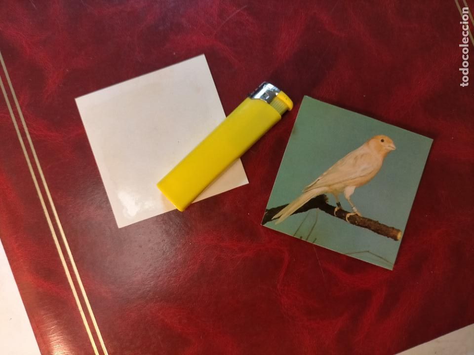 Colecionismo Cromos antigos: CROMO ESTAMPA FOTOGRAFICA CANARIOS PAJARO AVE CANICULTURA ORNITOLOGIA COLECCIONISTA 7,3CM APROX