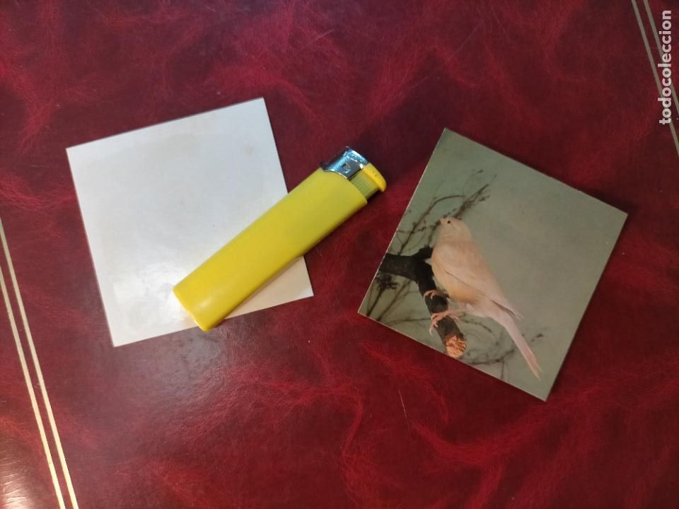 Colecionismo Cromos antigos: CROMO ESTAMPA FOTOGRAFICA CANARIOS PAJARO AVE CANICULTURA ORNITOLOGIA COLECCIONISTA 7,3CM APROX