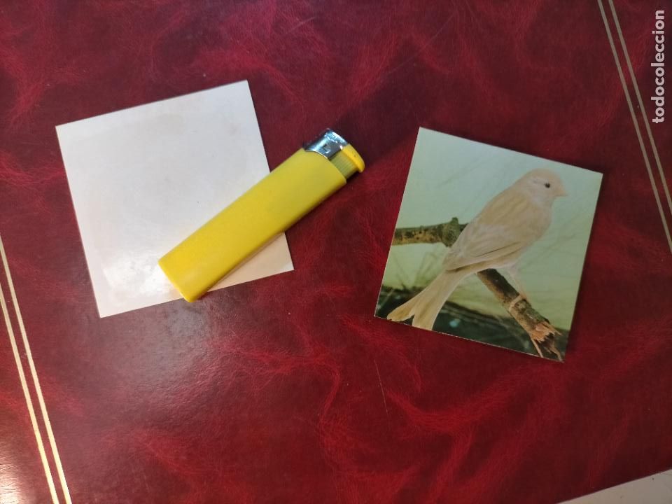 Colecionismo Cromos antigos: CROMO ESTAMPA FOTOGRAFICA CANARIOS PAJARO AVE CANICULTURA ORNITOLOGIA COLECCIONISTA 7,3CM APROX
