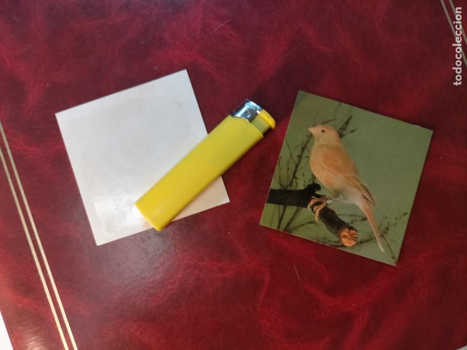 Colecionismo Cromos antigos: CROMO ESTAMPA FOTOGRAFICA CANARIOS PAJARO AVE CANICULTURA ORNITOLOGIA COLECCIONISTA 7,3CM APROX