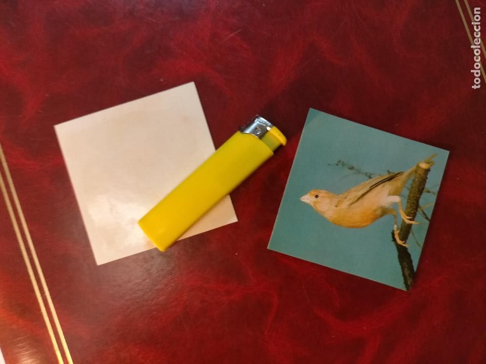 Colecionismo Cromos antigos: CROMO ESTAMPA FOTOGRAFICA CANARIOS PAJARO AVE CANICULTURA ORNITOLOGIA COLECCIONISTA 7,3CM APROX