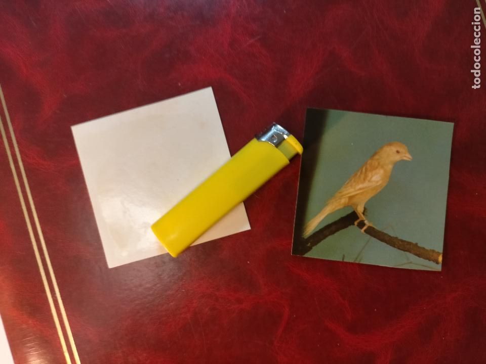 Colecionismo Cromos antigos: CROMO ESTAMPA FOTOGRAFICA CANARIOS PAJARO AVE CANICULTURA ORNITOLOGIA COLECCIONISTA 7,3CM APROX