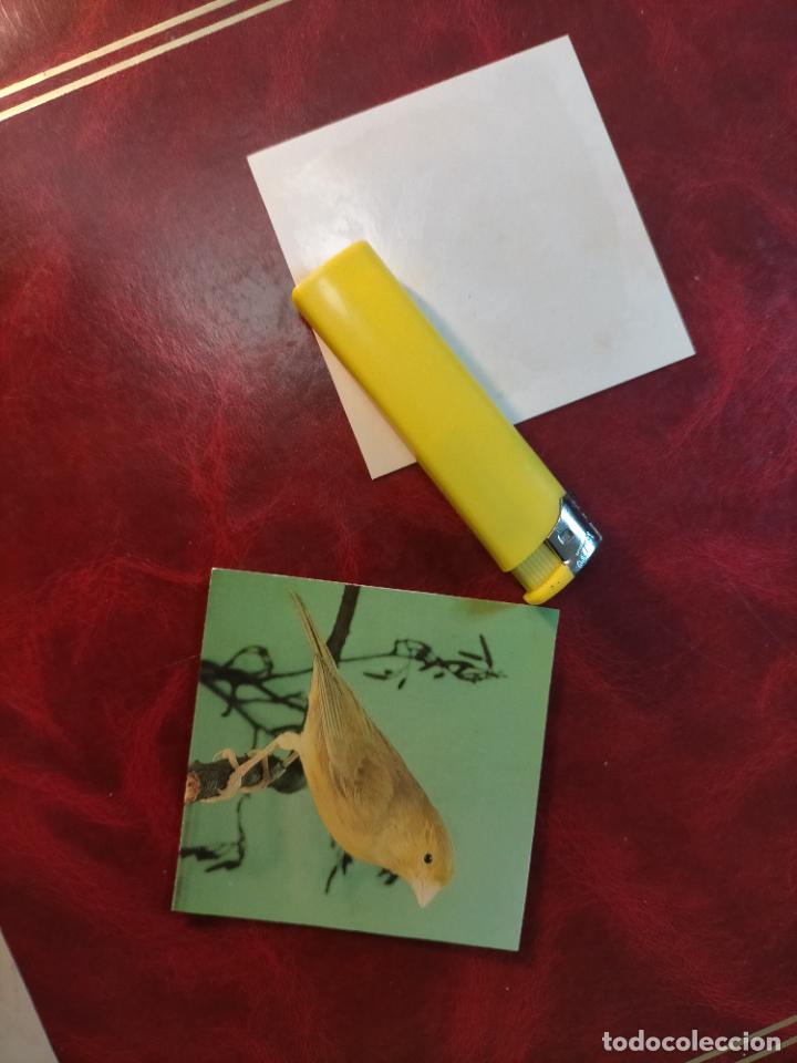 Colecionismo Cromos antigos: CROMO ESTAMPA FOTOGRAFICA CANARIOS PAJARO AVE CANICULTURA ORNITOLOGIA COLECCIONISTA 7,3CM APROX