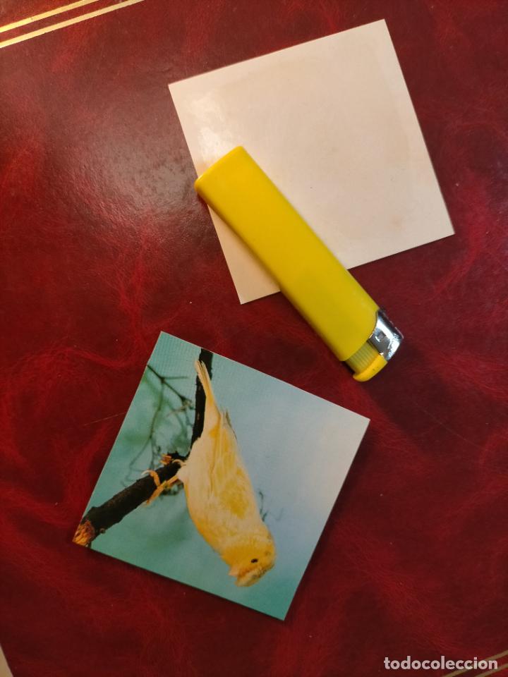 Colecionismo Cromos antigos: CROMO ESTAMPA FOTOGRAFICA CANARIOS PAJARO AVE CANICULTURA ORNITOLOGIA COLECCIONISTA 7,3CM APROX