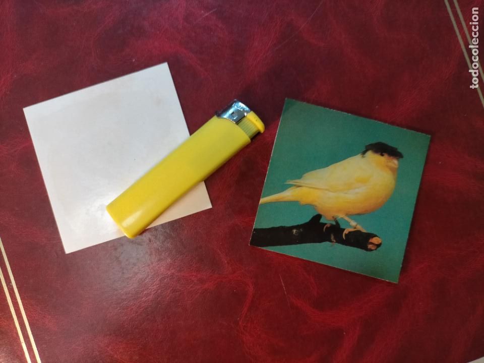 Colecionismo Cromos antigos: CROMO ESTAMPA FOTOGRAFICA CANARIOS PAJARO AVE CANICULTURA ORNITOLOGIA COLECCIONISTA 7,3CM APROX