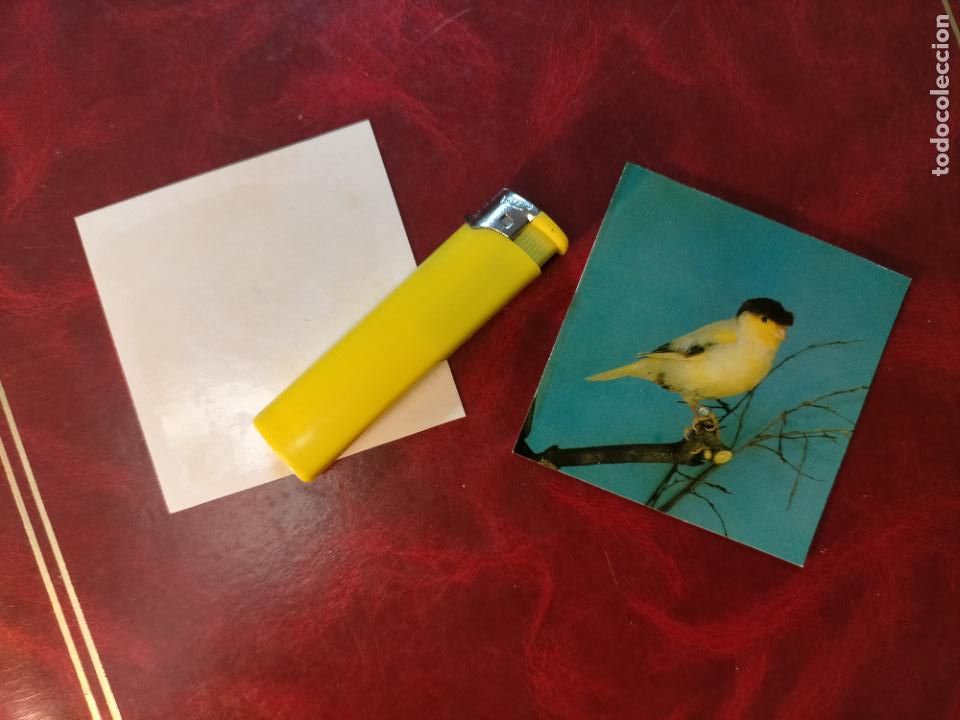 Colecionismo Cromos antigos: CROMO ESTAMPA FOTOGRAFICA CANARIOS PAJARO AVE CANICULTURA ORNITOLOGIA COLECCIONISTA 7,3CM APROX