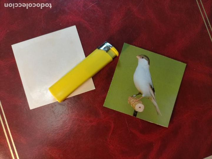 Colecionismo Cromos antigos: CROMO ESTAMPA FOTOGRAFICA CANARIOS PAJARO AVE CANICULTURA ORNITOLOGIA COLECCIONISTA 7,3CM APROX