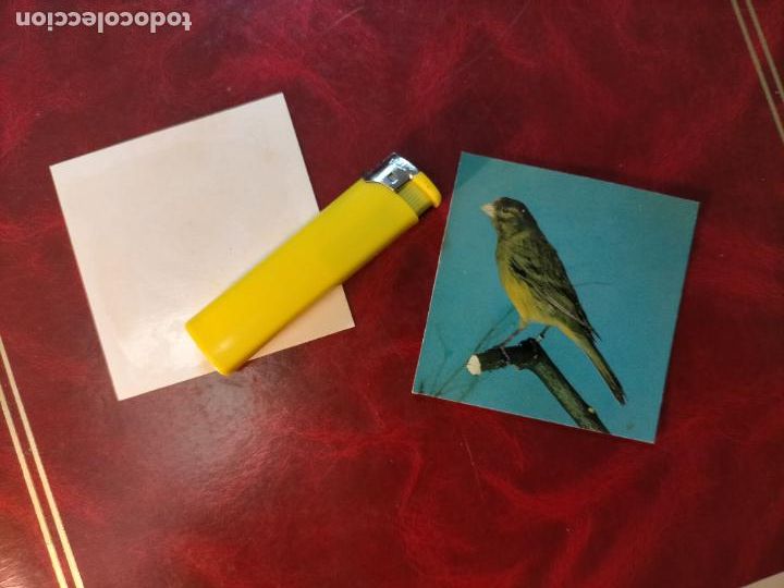 Colecionismo Cromos antigos: CROMO ESTAMPA FOTOGRAFICA CANARIOS PAJARO AVE CANICULTURA ORNITOLOGIA COLECCIONISTA 7,3CM APROX