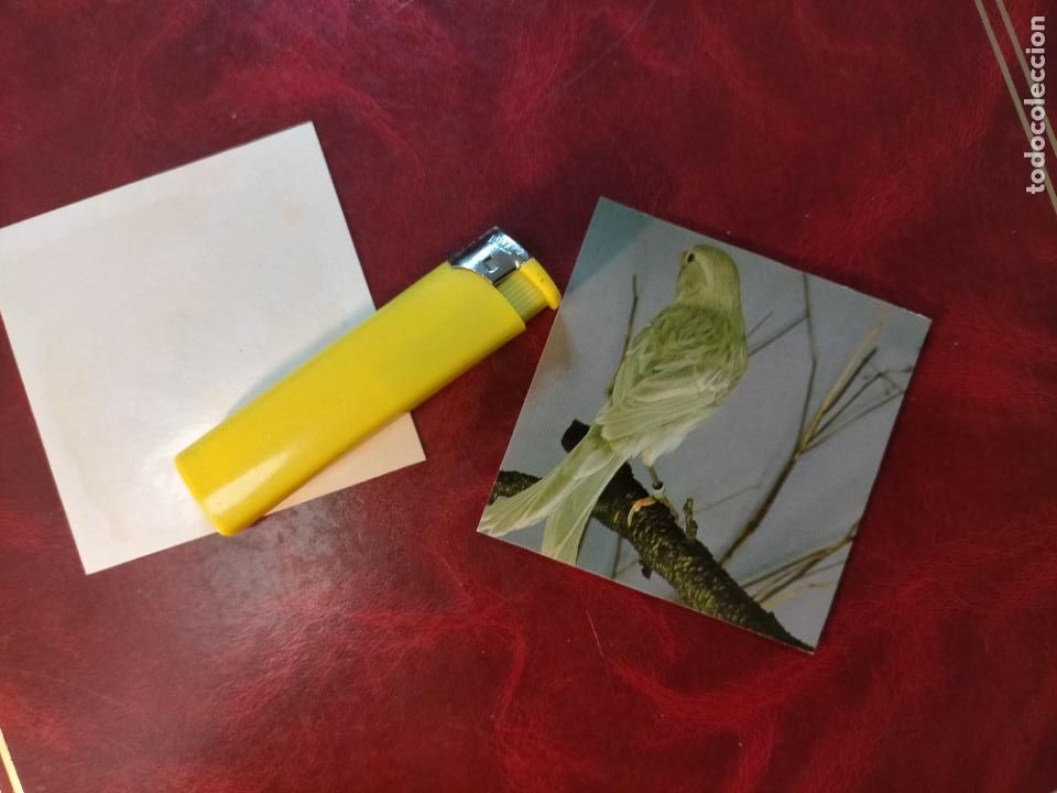 Colecionismo Cromos antigos: CROMO ESTAMPA FOTOGRAFICA CANARIOS PAJARO AVE CANICULTURA ORNITOLOGIA COLECCIONISTA 7,3CM APROX