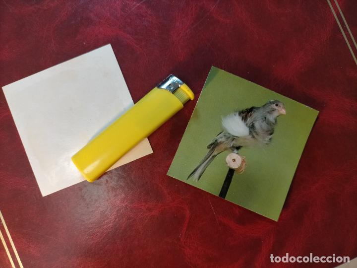 Colecionismo Cromos antigos: CROMO ESTAMPA FOTOGRAFICA CANARIOS PAJARO AVE CANICULTURA ORNITOLOGIA COLECCIONISTA 7,3CM APROX
