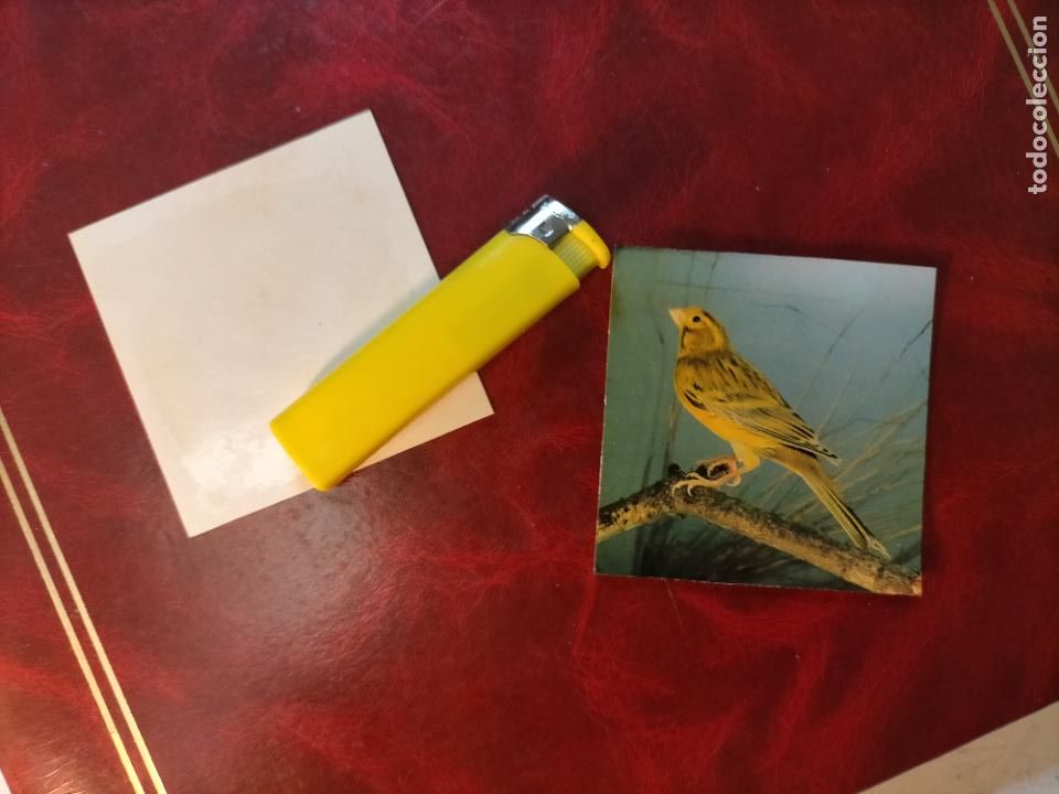 Colecionismo Cromos antigos: CROMO ESTAMPA FOTOGRAFICA CANARIOS PAJARO AVE CANICULTURA ORNITOLOGIA COLECCIONISTA 7,3CM APROX