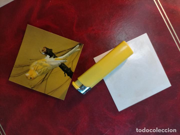 Colecionismo Cromos antigos: CROMO ESTAMPA FOTOGRAFICA CANARIOS PAJARO AVE CANICULTURA ORNITOLOGIA COLECCIONISTA 7,3CM APROX