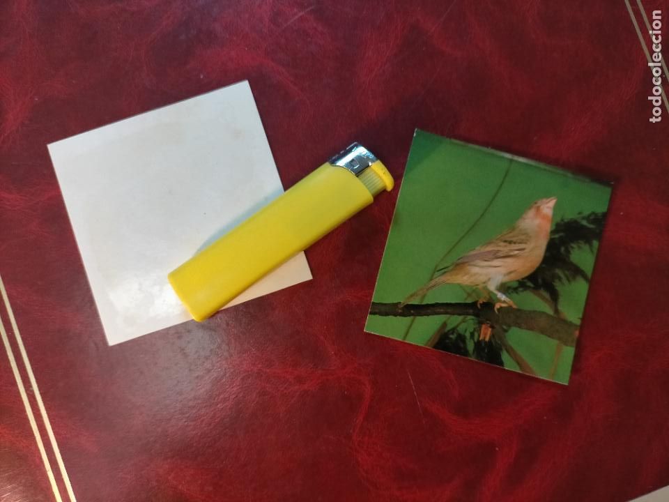 Colecionismo Cromos antigos: CROMO ESTAMPA FOTOGRAFICA CANARIOS PAJARO AVE CANICULTURA ORNITOLOGIA COLECCIONISTA 7,3CM APROX