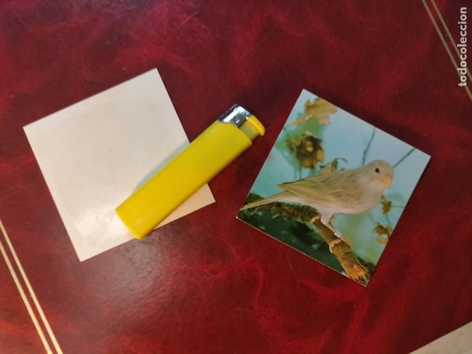 Colecionismo Cromos antigos: CROMO ESTAMPA FOTOGRAFICA CANARIOS PAJARO AVE CANICULTURA ORNITOLOGIA COLECCIONISTA 7,3CM APROX