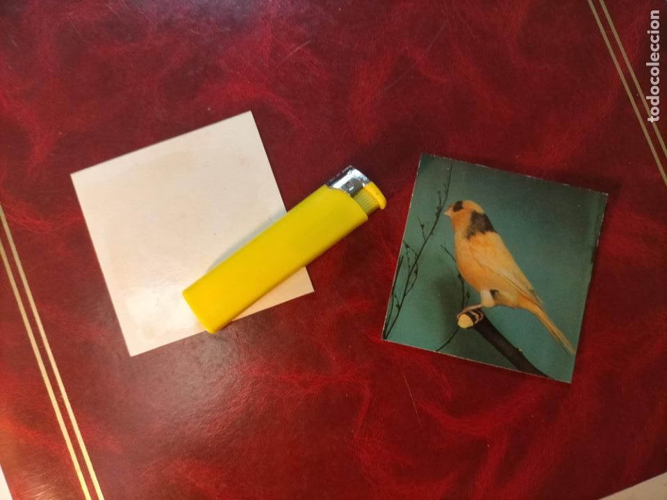 Colecionismo Cromos antigos: CROMO ESTAMPA FOTOGRAFICA CANARIOS PAJARO AVE CANICULTURA ORNITOLOGIA COLECCIONISTA 7,3CM APROX