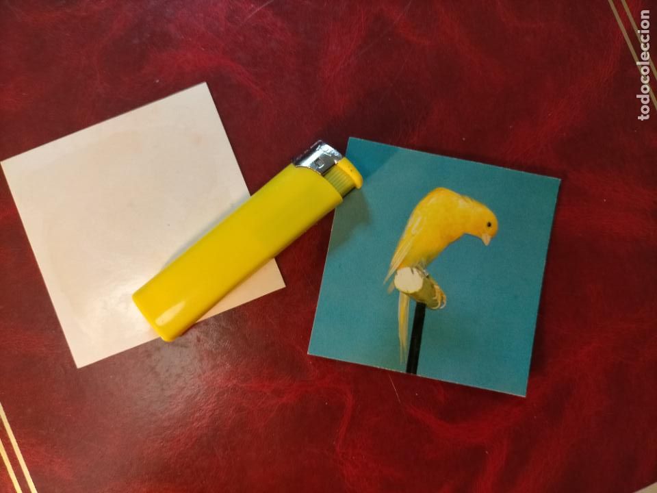 Colecionismo Cromos antigos: CROMO ESTAMPA FOTOGRAFICA CANARIOS PAJARO AVE CANICULTURA ORNITOLOGIA COLECCIONISTA 7,3CM APROX