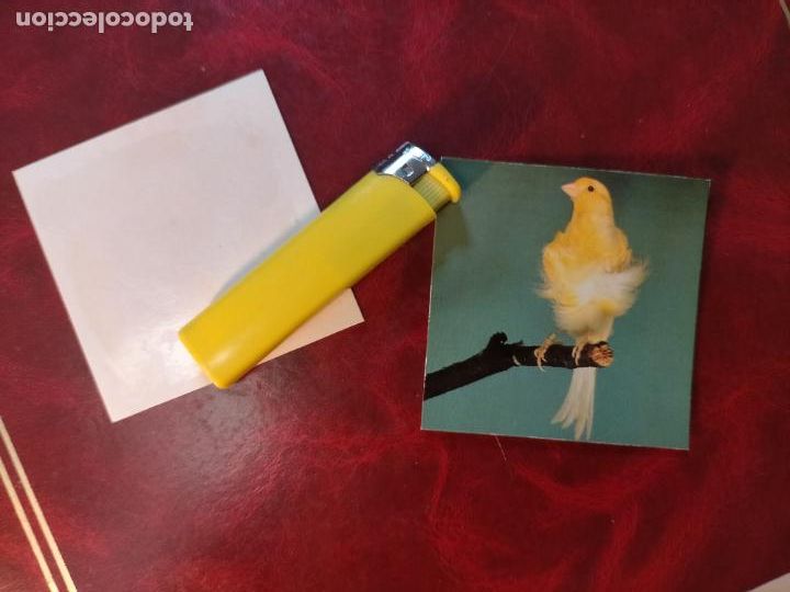 Collezionismo Figurine antiche: CROMO ESTAMPA FOTOGRAFICA CANARIOS PAJARO AVE CANICULTURA ORNITOLOGIA COLECCIONISTA 7,3CM APROX