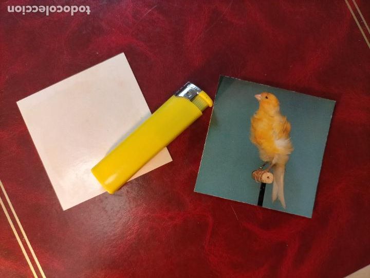 Collezionismo Figurine antiche: CROMO ESTAMPA FOTOGRAFICA CANARIOS PAJARO AVE CANICULTURA ORNITOLOGIA COLECCIONISTA 7,3CM APROX