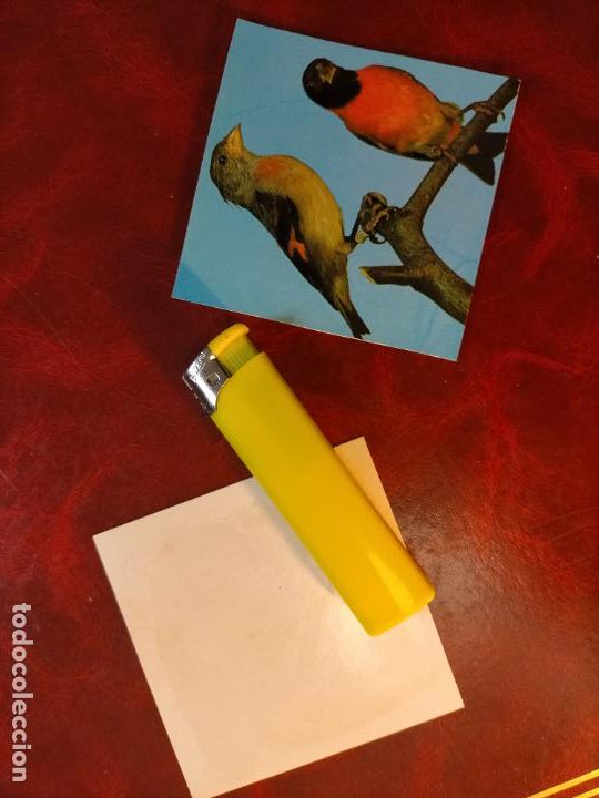 Collezionismo Figurine antiche: CROMO ESTAMPA FOTOGRAFICA CANARIOS PAJARO AVE CANICULTURA ORNITOLOGIA COLECCIONISTA 7,3CM APROX