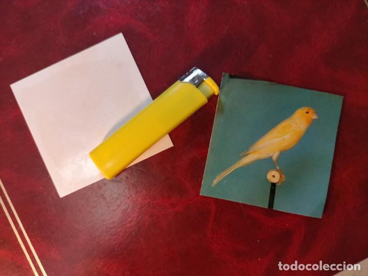 Collezionismo Figurine antiche: CROMO ESTAMPA FOTOGRAFICA CANARIOS PAJARO AVE CANICULTURA ORNITOLOGIA COLECCIONISTA 7,3CM APROX