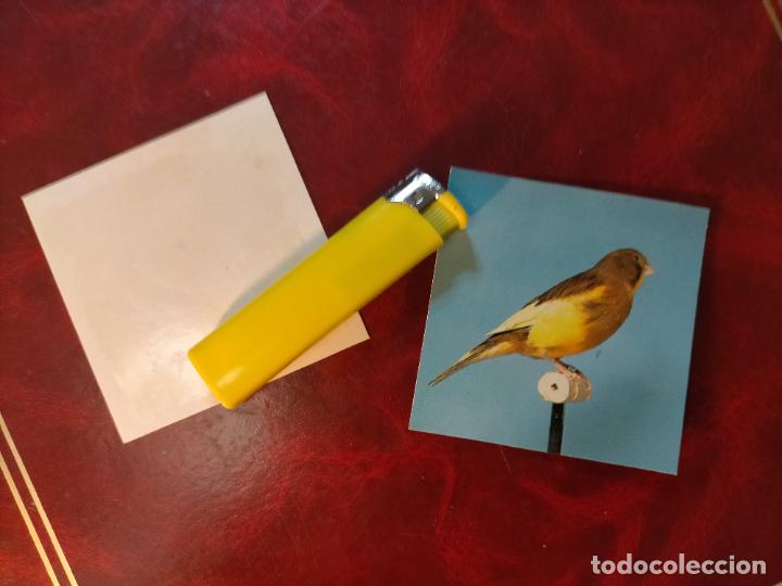 Collezionismo Figurine antiche: CROMO ESTAMPA FOTOGRAFICA CANARIOS PAJARO AVE CANICULTURA ORNITOLOGIA COLECCIONISTA 7,3CM APROX