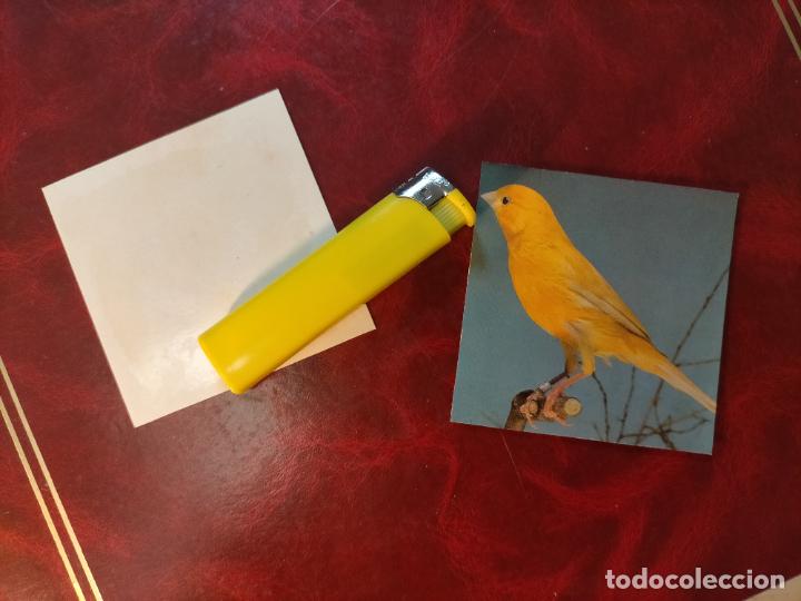 Collezionismo Figurine antiche: CROMO ESTAMPA FOTOGRAFICA CANARIOS PAJARO AVE CANICULTURA ORNITOLOGIA COLECCIONISTA 7,3CM APROX
