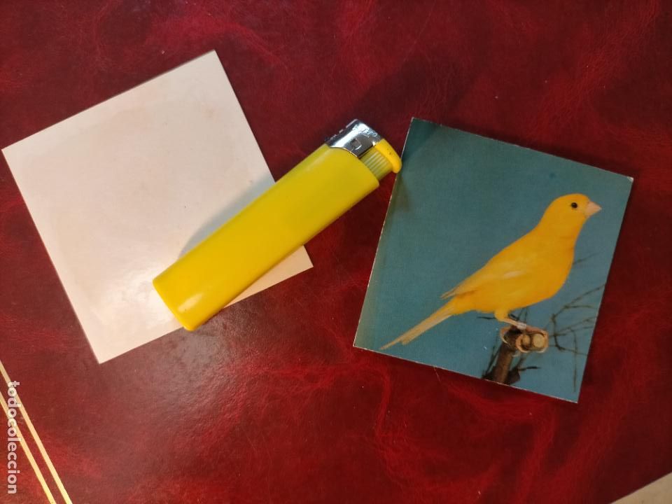 Collezionismo Figurine antiche: CROMO ESTAMPA FOTOGRAFICA CANARIOS PAJARO AVE CANICULTURA ORNITOLOGIA COLECCIONISTA 7,3CM APROX