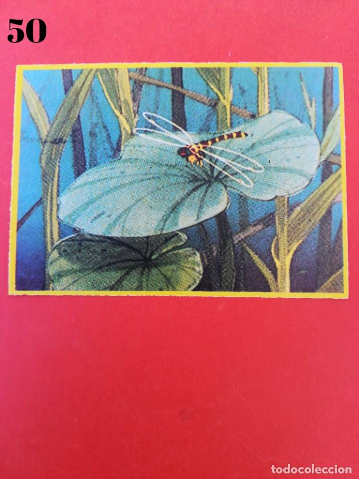 Coleccionismo cromos antiguos: Cromo n.50 abeja maya DANONE sin pegar - Foto 1