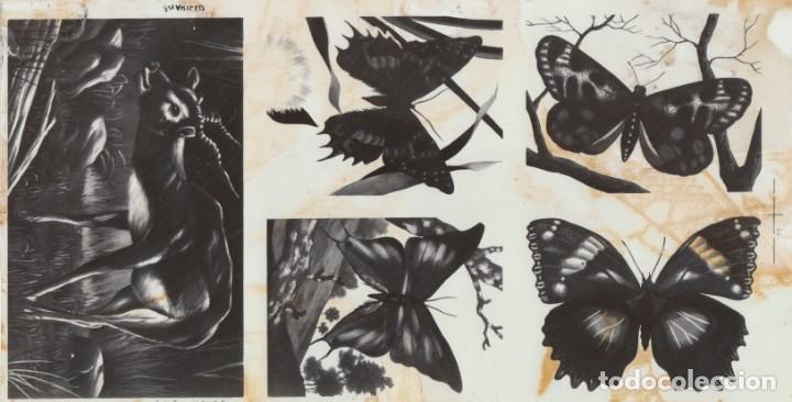 Coleccionismo Cromos antiguos: 4 fotolitos originales para impresi&oacute;n cromos &aacute;lbum de editorial Maga, Valencia Mariposas gacela