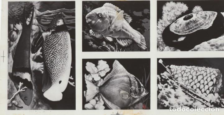 Colecionismo Cromos antigos: 4 fotolitos originales para impresi&oacute;n cromos &aacute;lbum de editorial Maga, Valencia Peces