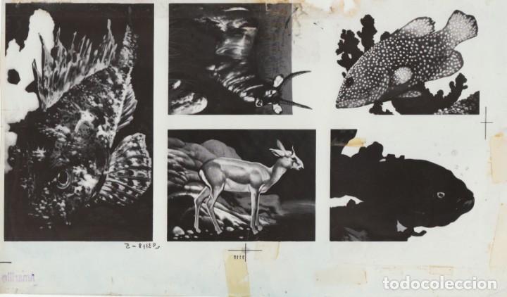 Colecionismo Cromos antigos: 4 fotolitos originales para impresi&oacute;n cromos &aacute;lbum de editorial Maga, Valencia Peces rumiantes