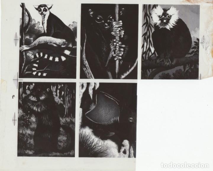 Collezionismo Figurine antiche: 4 fotolitos originales para impresi&oacute;n cromos &aacute;lbum editorial Maga, Valencia Monos