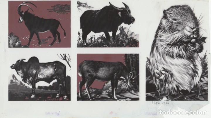 Coleccionismo cromos antiguos: 4 fotolitos originales para impresi&oacute;n cromos &aacute;lbum editorial Maga, Valencia Bisonte nutria