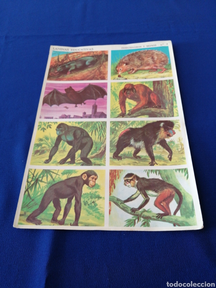 Colecionismo Cromos antigos: L&Aacute;MINAS EDUCATIVAS INSECTIVOROS Y MONOS NUMERO 2