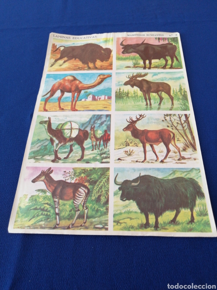 Colecionismo Cromos antigos: L&Aacute;MINAS EDUCATIVAS MAM&Iacute;FEROS RUMIANTES NUMERO 8 EDITORIAL VASCO AMERICANA 1968