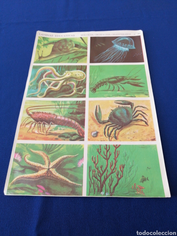 Colecionismo Cromos antigos: LAMINAS EDUCATIVAS MOLUSCOS, CRUST&Aacute;CEOS, CELENTERADOS NUMERO 20 EDITORIAL VASCO AMERICANA 1968
