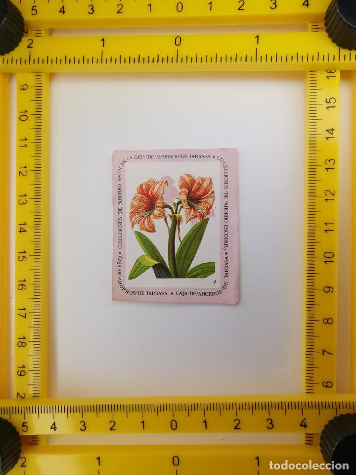 Colecionismo Cromos antigos: CROMO SIN PEGAR BANCO 1968 CAJA DE AHORROS DE BARCELONA TARRASA ALBUM PLANTAS Y FLORES 1