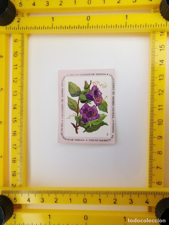 Collectable Antique Stickers: CROMO SIN PEGAR BANCO 1968 CAJA DE AHORROS DE BARCELONA TARRASA ALBUM PLANTAS Y FLORES 5