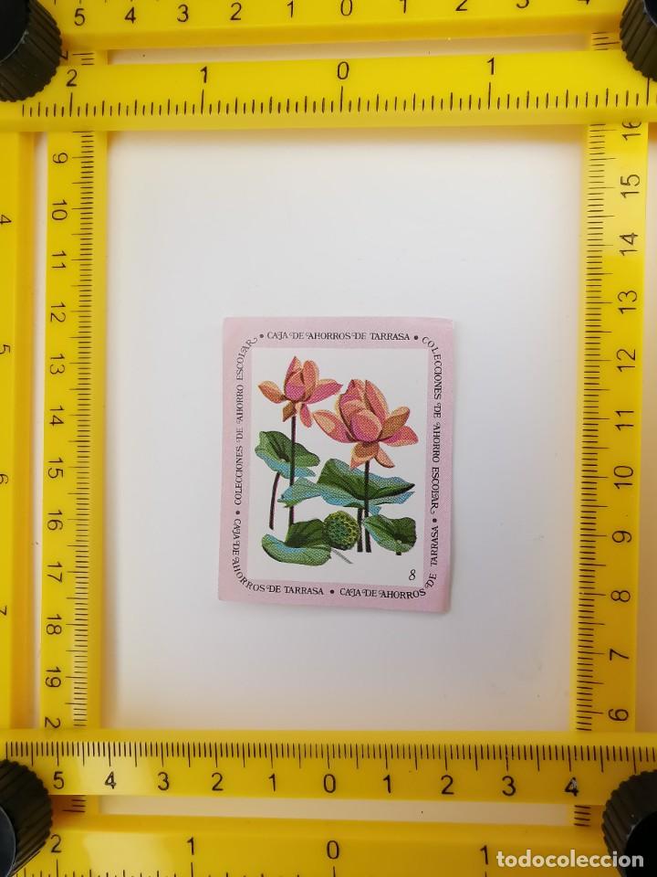 Collectable Antique Stickers: CROMO SIN PEGAR BANCO 1968 CAJA DE AHORROS DE BARCELONA TARRASA ALBUM PLANTAS Y FLORES 8