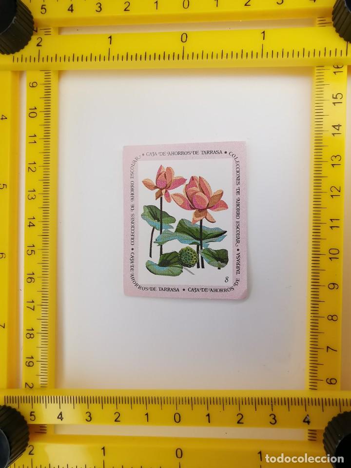 Collectable Antique Stickers: CROMO SIN PEGAR BANCO 1968 CAJA DE AHORROS DE BARCELONA TARRASA ALBUM PLANTAS Y FLORES 8