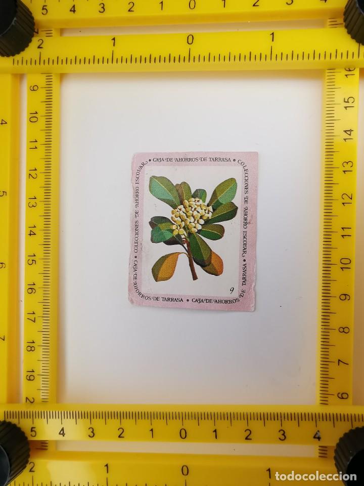 Collectable Antique Stickers: CROMO SIN PEGAR BANCO 1968 CAJA DE AHORROS DE BARCELONA TARRASA ALBUM PLANTAS Y FLORES 9