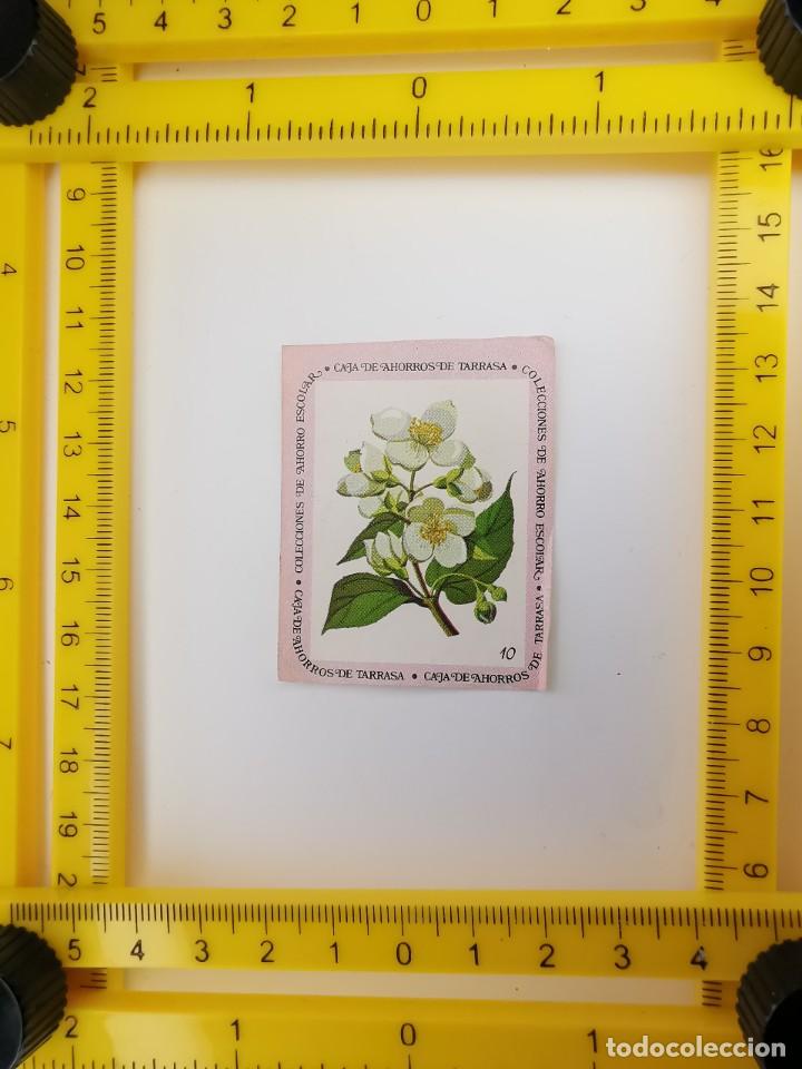 Collectable Antique Stickers: CROMO SIN PEGAR BANCO 1968 CAJA DE AHORROS DE BARCELONA TARRASA ALBUM PLANTAS Y FLORES 10