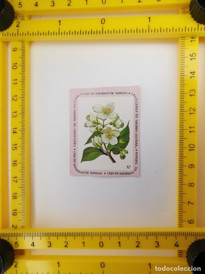 Collectable Antique Stickers: CROMO SIN PEGAR BANCO 1968 CAJA DE AHORROS DE BARCELONA TARRASA ALBUM PLANTAS Y FLORES 10