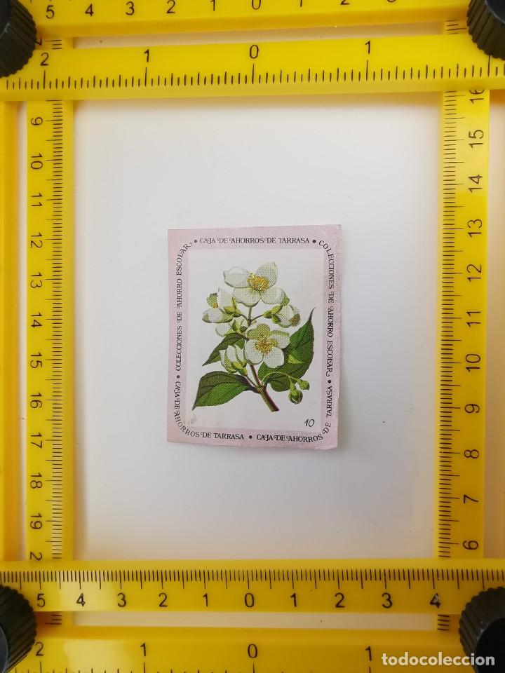 Collectable Antique Stickers: CROMO SIN PEGAR BANCO 1968 CAJA DE AHORROS DE BARCELONA TARRASA ALBUM PLANTAS Y FLORES 10