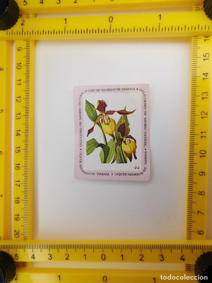 Collezionismo Figurine antiche: CROMO SIN PEGAR BANCO 1968 CAJA DE AHORROS DE BARCELONA TARRASA ALBUM PLANTAS Y FLORES 44