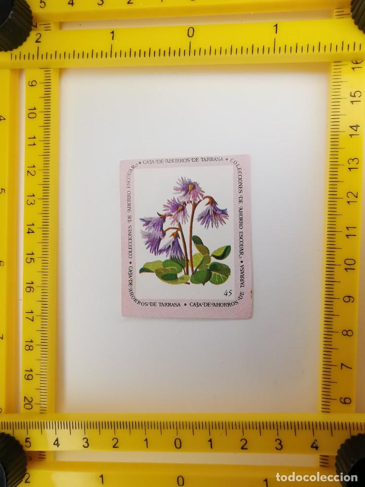 Collezionismo Figurine antiche: CROMO SIN PEGAR BANCO 1968 CAJA DE AHORROS DE BARCELONA TARRASA ALBUM PLANTAS Y FLORES 45