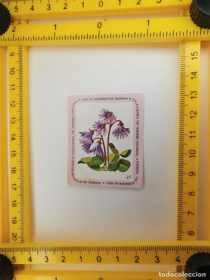 Collezionismo Figurine antiche: CROMO SIN PEGAR BANCO 1968 CAJA DE AHORROS DE BARCELONA TARRASA ALBUM PLANTAS Y FLORES 45